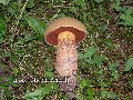 foto funghi 2 - Boletus luridus